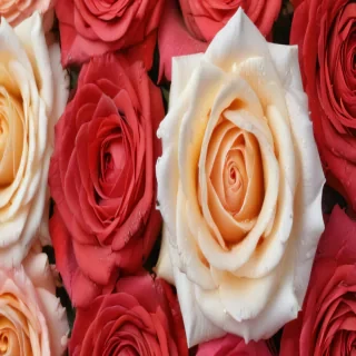roses background wallpaper