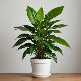 house plant png