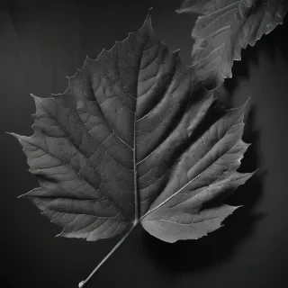 leaf images black and white