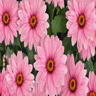 pink flower png