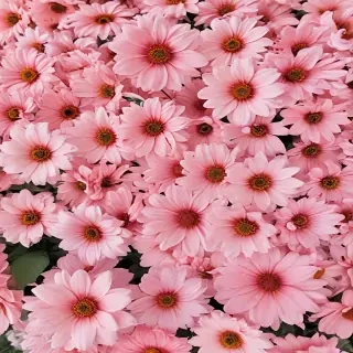 flower background aesthetic