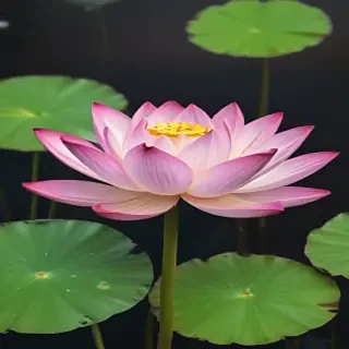 lotus png