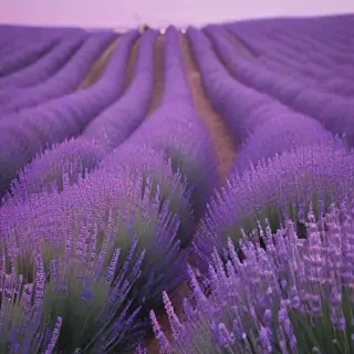 aesthetic lavender wallpaper