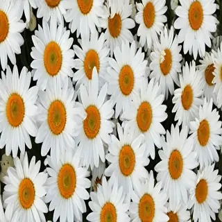 daisy wallpaper iphone