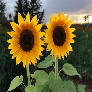 aesthetic sunflower