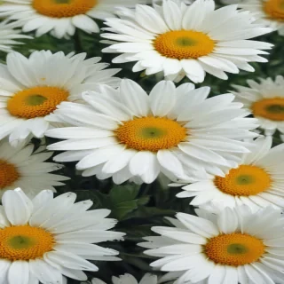 daisy background