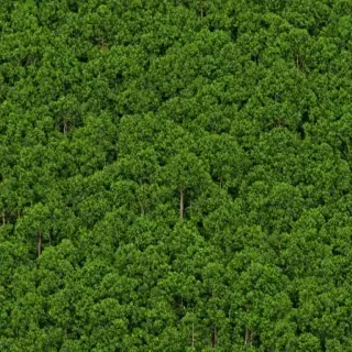background trees