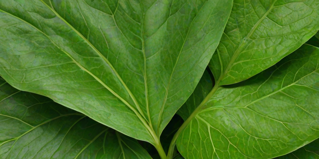 green leaf png
