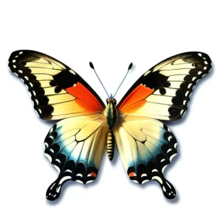 real butterfly png