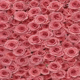 aesthetic rose background