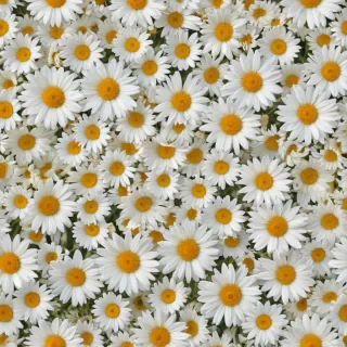 daisy background