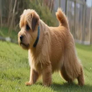 norfolk terrier