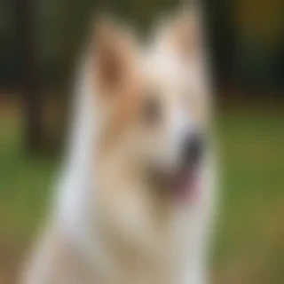 dameranian dog breed