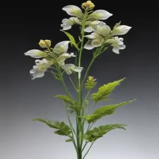 transparent plant
