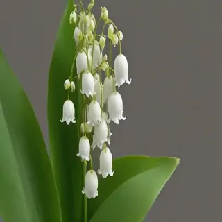 lily of the valley png