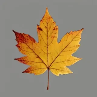 leaf png transparent