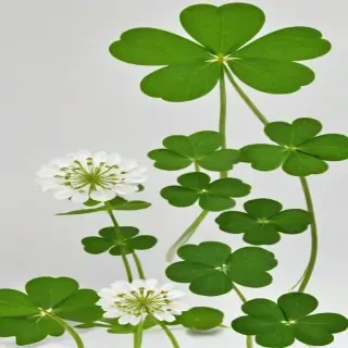 clover png