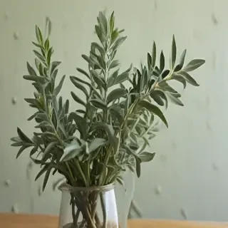 aesthetic sage green