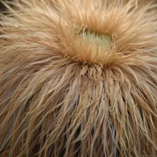 hairy free