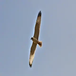 birds flying transparent background
