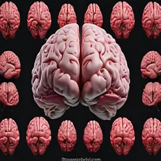 brain transparent background