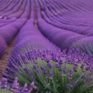 lavender phone background