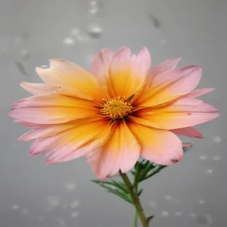 wild flower png
