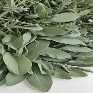 aesthetic sage green