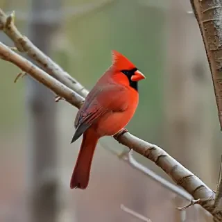 cardinal bird