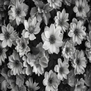 black and white flower background