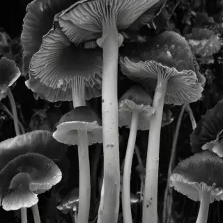 mushroom black and white