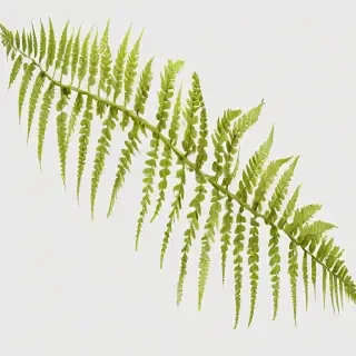 transparent fern png