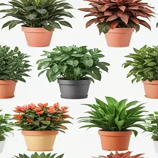 potted plants png