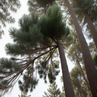 pine tree transparent