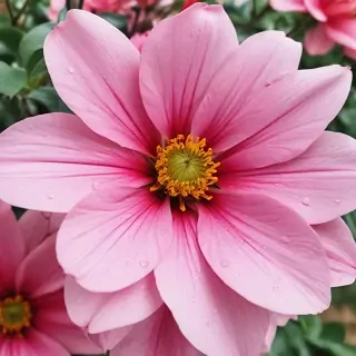 iphone flower wallpaper