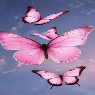 images of pink butterflies