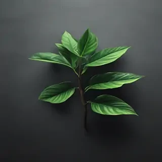 plant iphone wallpaper
