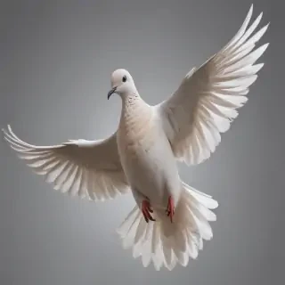 png dove