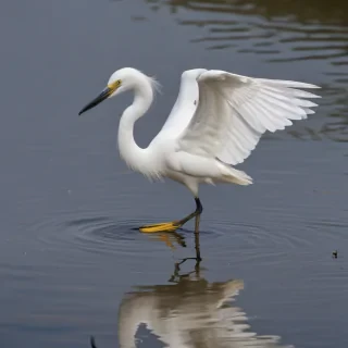 snowy egret
