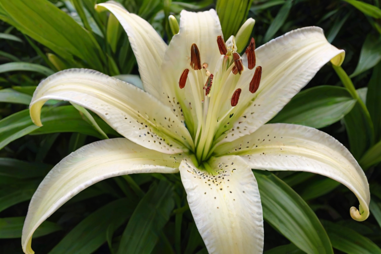 lily flower