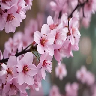 spring iphone wallpaper