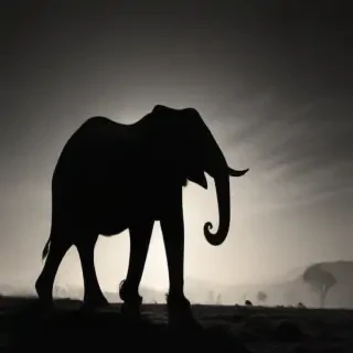 elephant silhouette