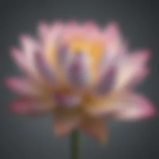 lotus png