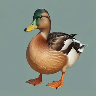 duck clipart