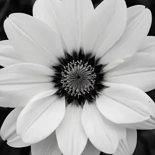 black and white flower