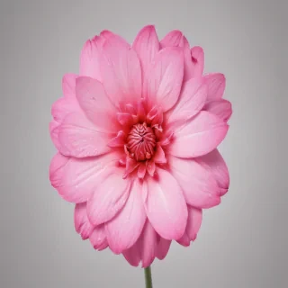 pink flower png