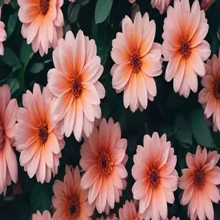 flower aesthetic wallpaper