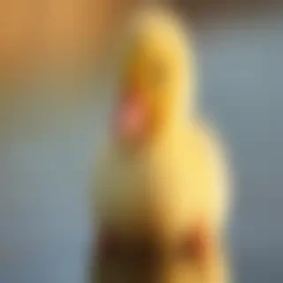 cute duck wallpaper