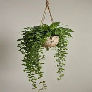 hanging plants png