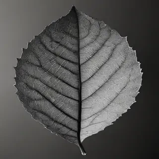 leaf in black and white
